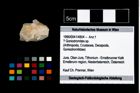Foto (Objekt + Etikett) von ? Goniodromites sp.  (NHMW-GEO-1990-0041-4804)